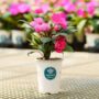 New Guinea Impatiens – Sonic Bright Pink – 4.5″ Pot